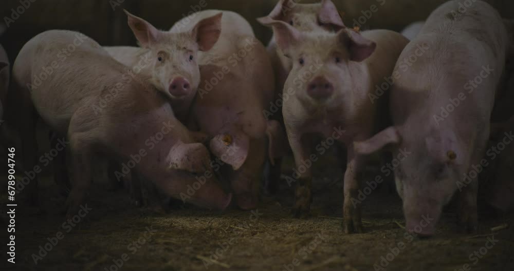 Pigs At Livestock Farm Group Of Piglets Swine Pigs on livestock farm Pig farming Pigs At Livestock Farm Group Of Piglets Swine Pigs on livestock farm Pig farming