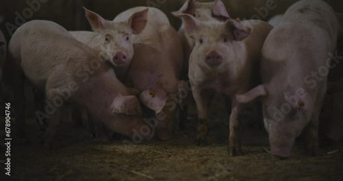 Pigs At Livestock Farm Group Of Piglets Swine Pigs on livestock farm Pig farming