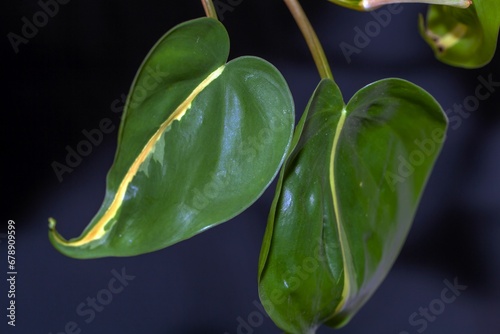 Leaf of a heartleaf philodendron, Philodendron scandens photo