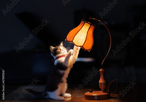 ランプと子猫
