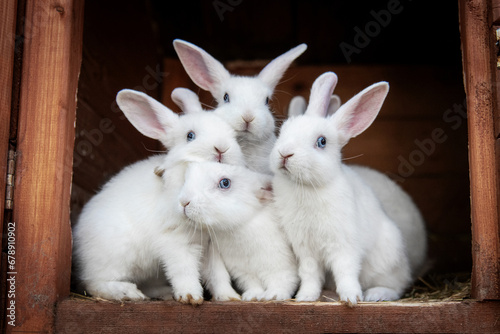 Group of little white rabbits in the hutch photo
