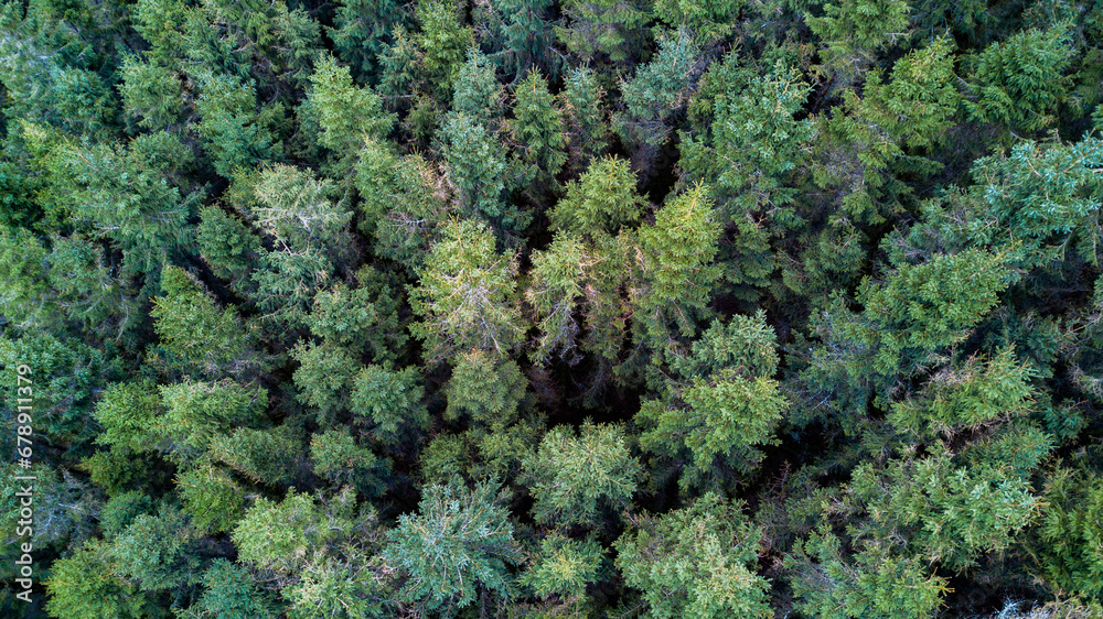 Green forest view from above Green forest view from above