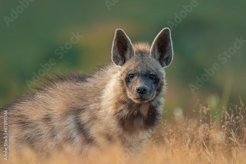 Selective focus view of a striped hyena in a field with tall grass photo
