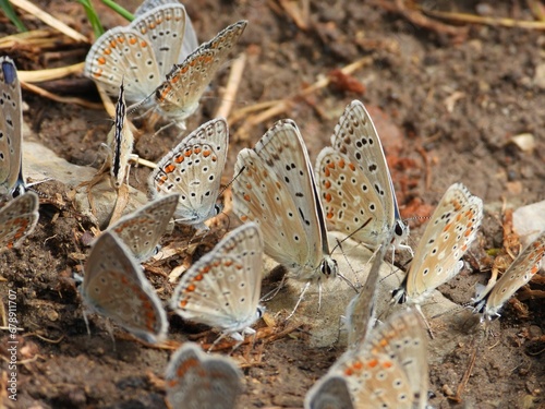 Group of Adonis blue butterflies foraging on the ground photo