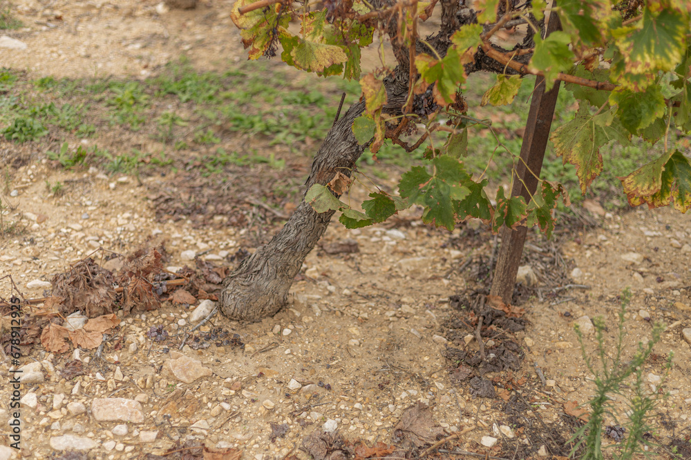 Sandy and stoney soil around the vines in the Cote du Rhone Sandy and stoney soil around the vines in the Cote du Rhone