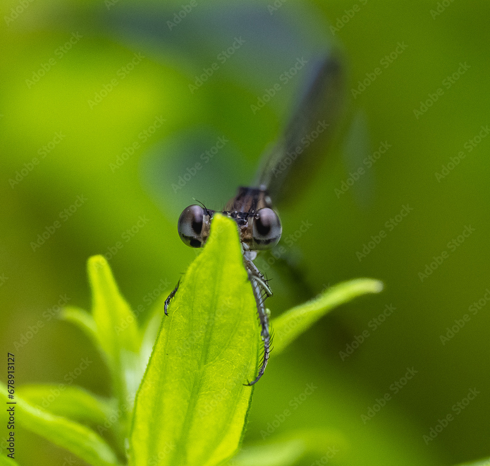 damselfly peeking behind a leaf damselfly peeking behind a leaf