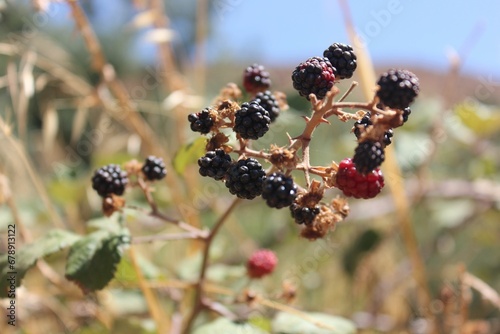 Closeup shot of small blackberries growing in the field on a sunny day