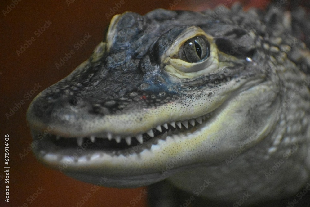 Fototapeta premium Closeup of a big scary reptile