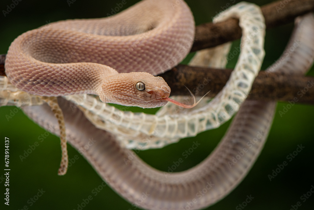 Trimeresurus purpureomaculatus is a venomous pit viper species native