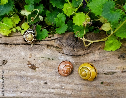 High angle shot of colorful snails on a wooden surface in a garden