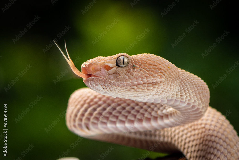 Trimeresurus purpureomaculatus is a venomous pit viper species native