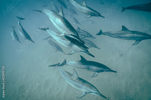 Wild Spinner Dolphins swimming in Hawaii 