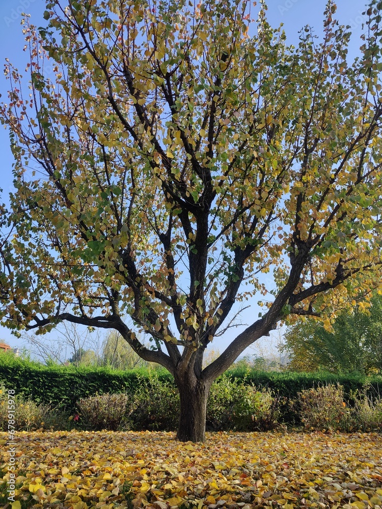 Vertical shot of an autumn-colored tree Vertical shot of an autumn-colored tree