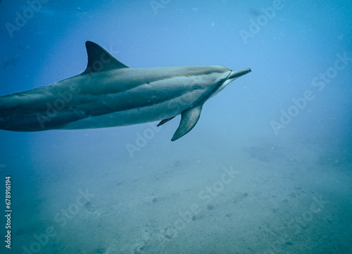 Wild Spinner Dolphins swimming in Hawaii  © EMMEFFCEE 