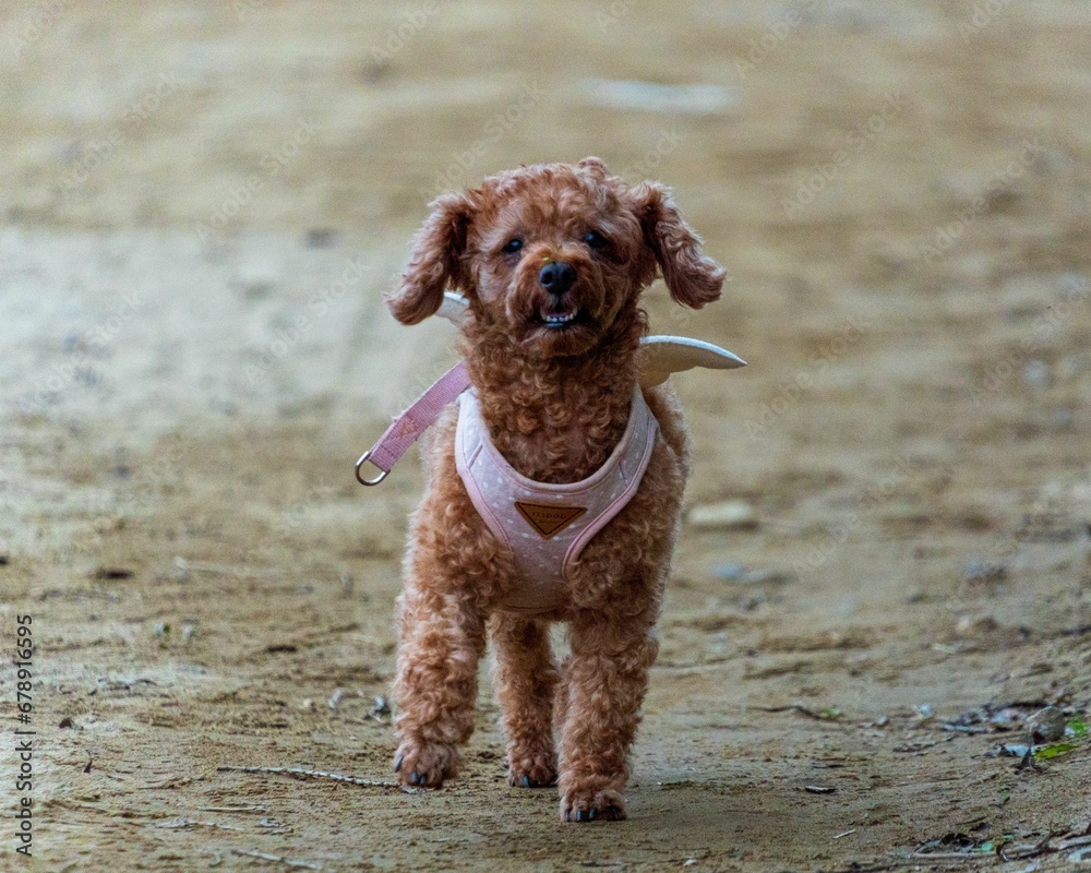 Closeup of a brown poodle with a pink harness looking at the camera. Closeup of a brown poodle with a pink harness looking at the camera.