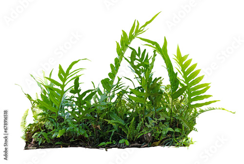 Tropical plant fern bush shrub tree isolated on white background with clipping path. photo