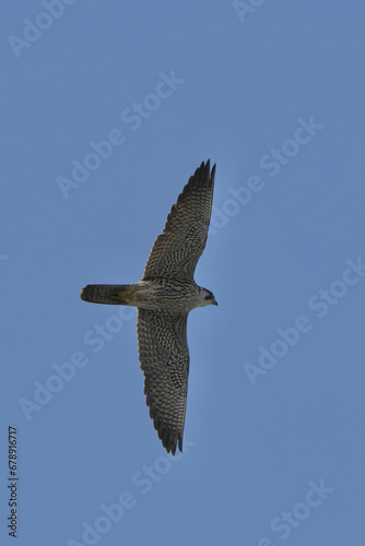 perefrine falcon in flight