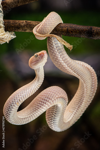 Trimeresurus purpureomaculatus is a venomous pit viper species native to Indonesia and Southeast Asia. Common names is mangrove pit viper, mangrove viper, and shore pit viper.