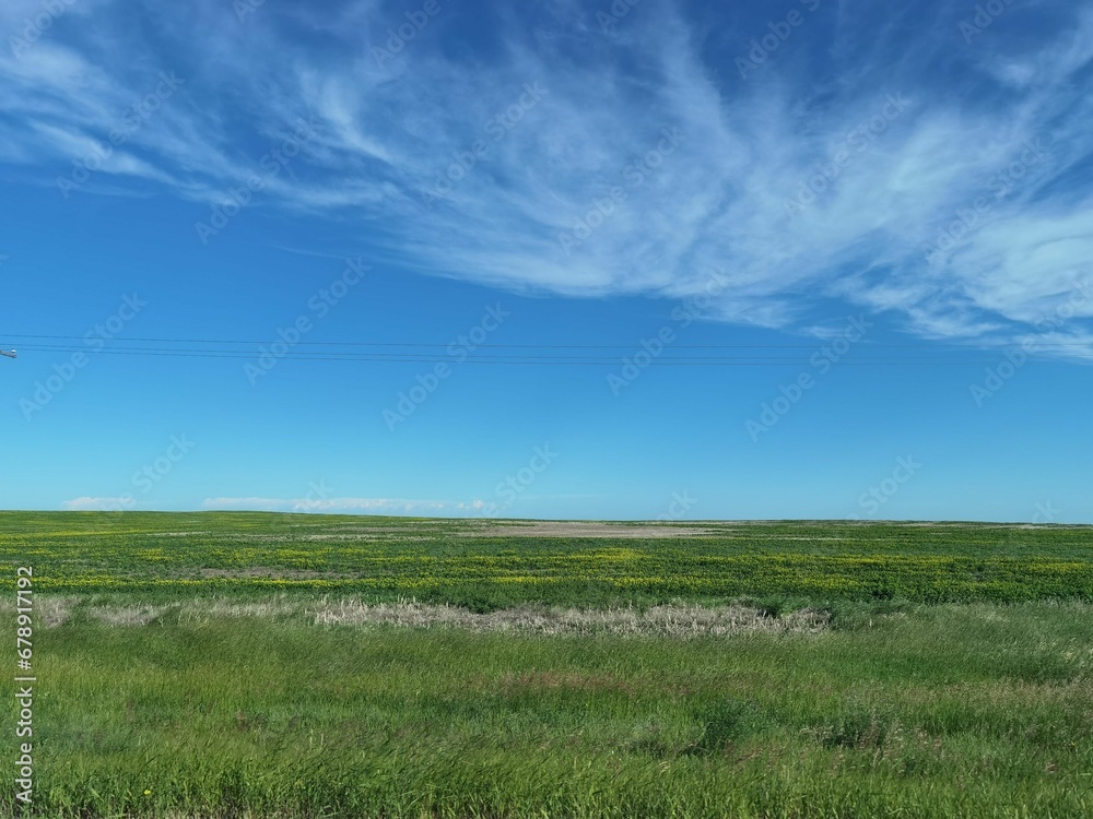Obraz premium Beautiful grass field stretching to the horizon under the blue sky