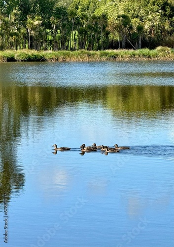 ducks and ducklings swimming on the lake