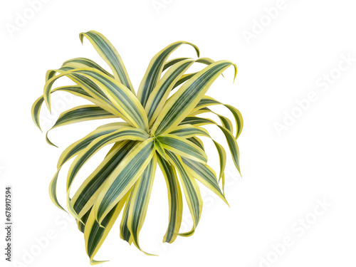 Leaves of Dracaena reflexa commonly called Indian song or pleomele, close-up. Cut out and isolated.