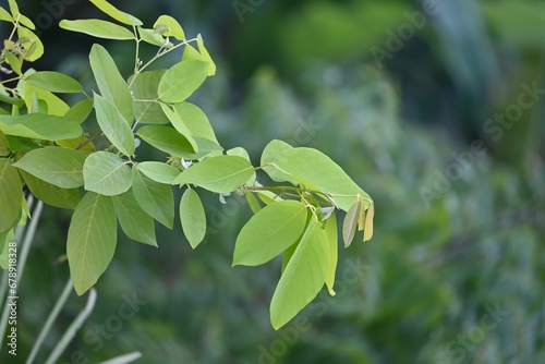 Closeup of green leaves of Cocculus orbiculatus, blurred background photo