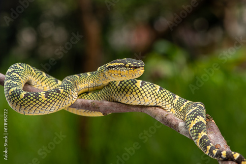 Tropidolaemus subannulatus, Bornean keeled green pit viper is a venomous pit viper species native to Indonesia