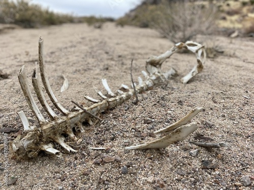 Closeup of animal skeleton in the sand © Wirestock