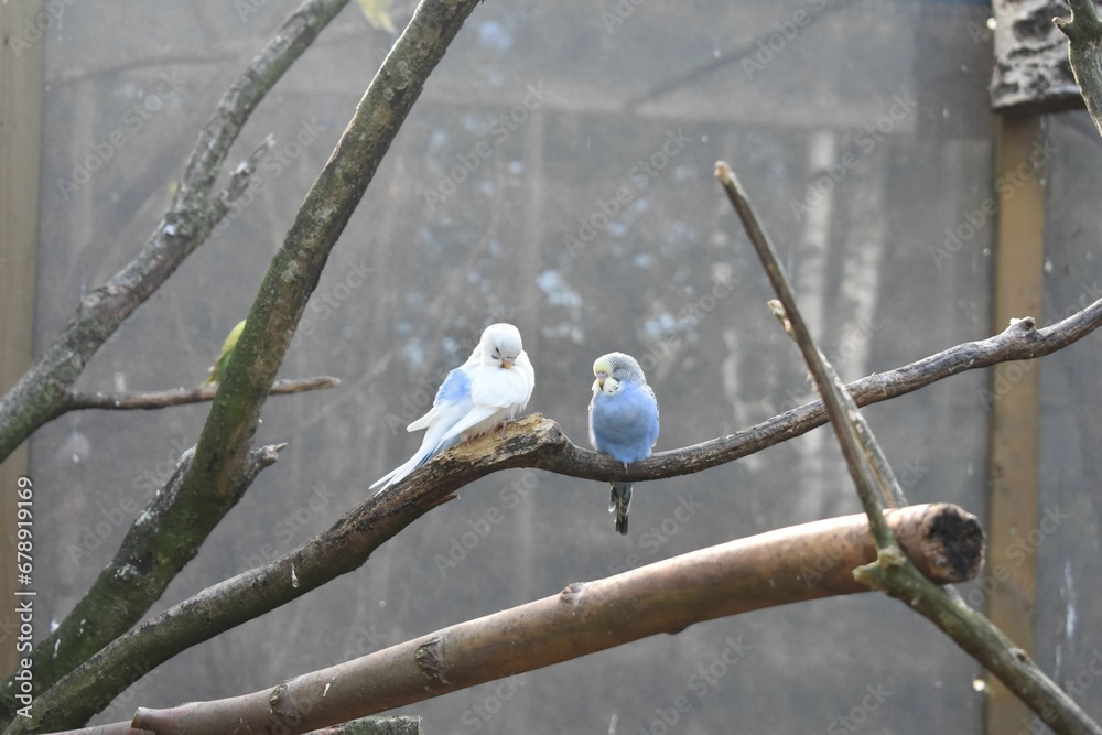 Fototapeta premium Beautiful view of a blue Budgerigar perched on a tree branch