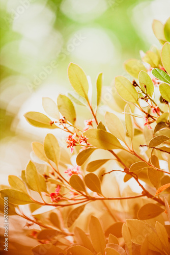 golden spring leaves in the garden