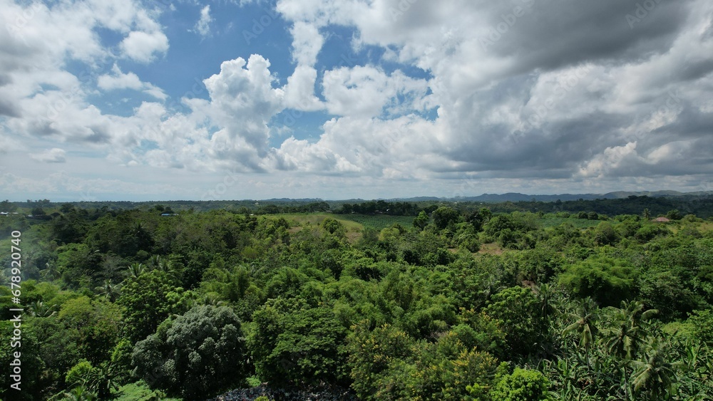 Aerial view of forest with dense trees