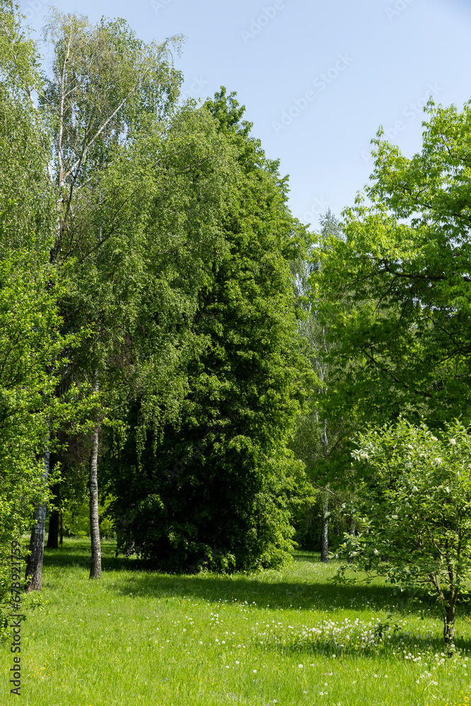 Obraz premium deciduous trees with green foliage in spring, green foliage