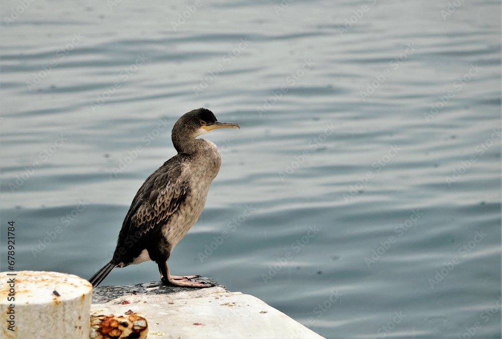 Closeup shot of a double-crested cormorant standing on the stone near water