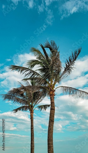 two palm trees are standing on the sand near a body of water