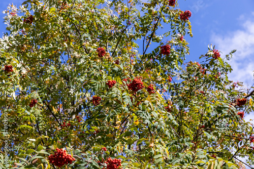 red fruits and foliage on a rowan tree in autumn weather