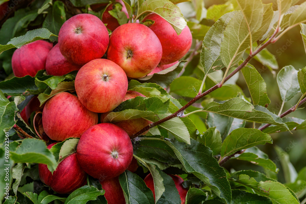 Red apples on a tree.Ripe Apples in the Apple Orchard before Harvesting. Apple orchard. Basket of Apples.Morning shot Red apples on a tree.Ripe Apples in the Apple Orchard before Harvesting. Apple orchard. Basket of Apples.Morning shot