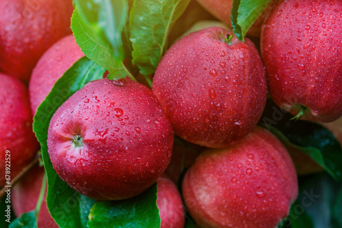 Red apples on a tree.Ripe Apples in the Apple Orchard before Harvesting. Apple orchard. Basket of Apples.Morning shot