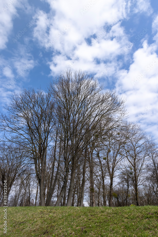 maple trees without foliage in the spring season maple trees without foliage in the spring season