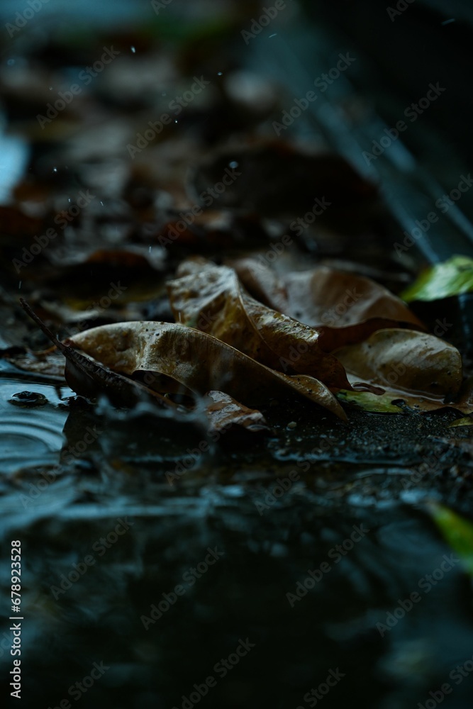 Vertical view of the fall foliage on the wet ground Vertical view of the fall foliage on the wet ground
