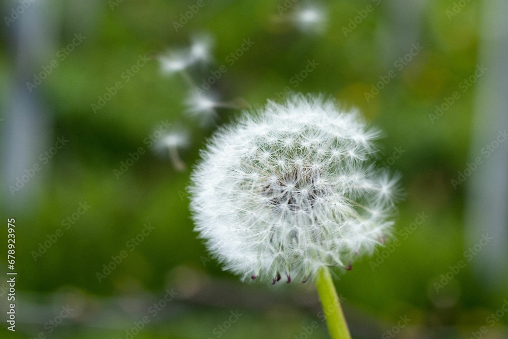 Closeup of Dandelion in blurred background