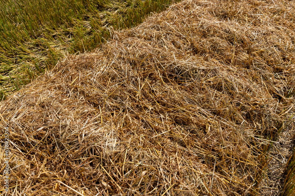 sunny weather in the field with a harvest of oats sunny weather in the field with a harvest of oats
