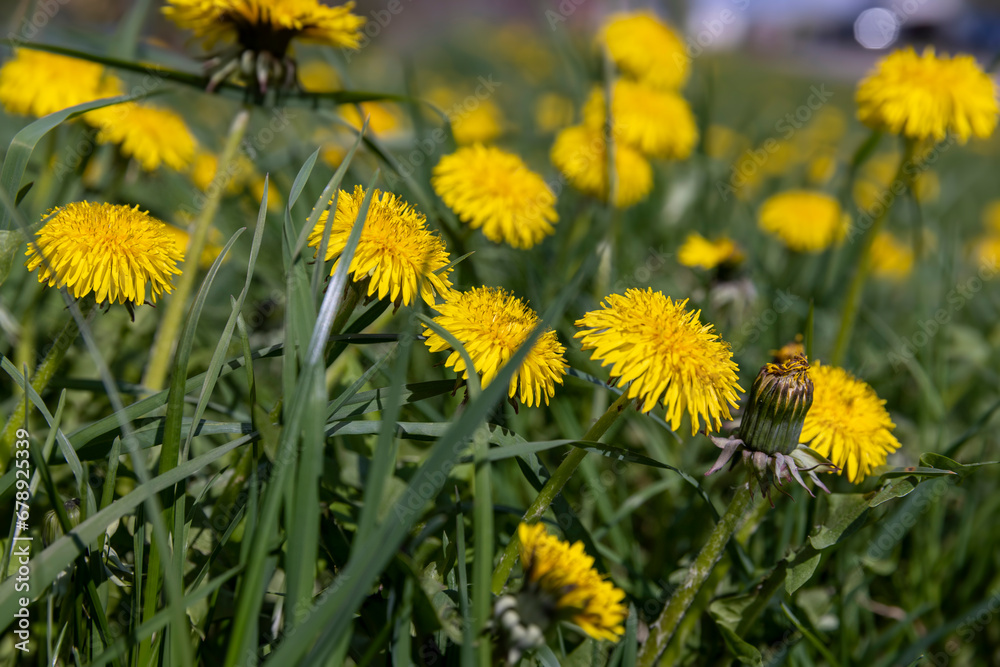 yellow spring dandelions blooming in the field yellow spring dandelions blooming in the field