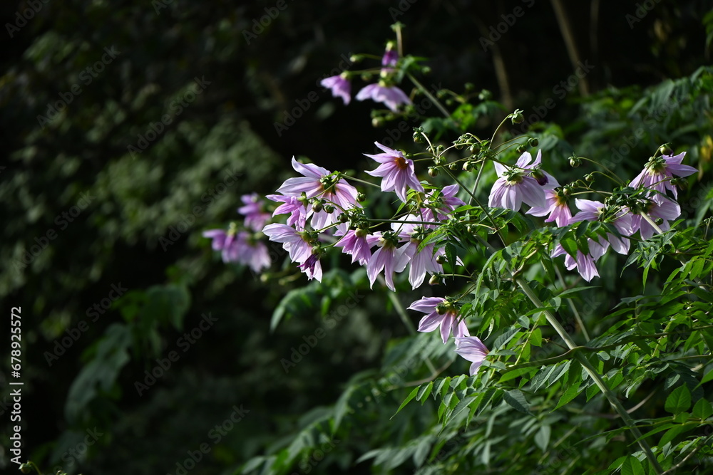 Obraz premium Tree dahlia ( Dahlia imperialis ) flowers. Asteraceae perennial bulbous plants. Pink-purple flowers bloom from late autumn to winter.