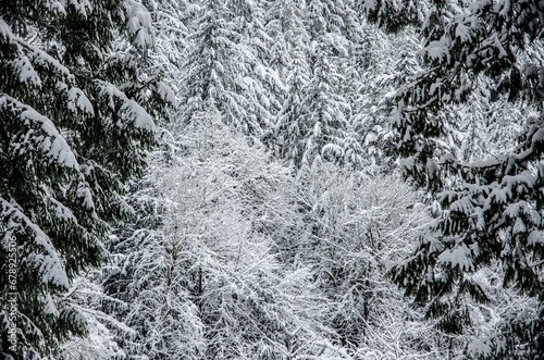 Snowy trees with green leaves and white surface in the park