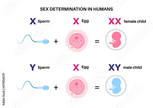 Sex Determination in Humans