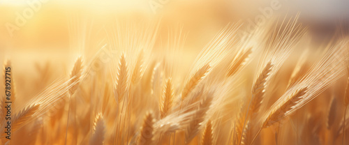 golden wheat field