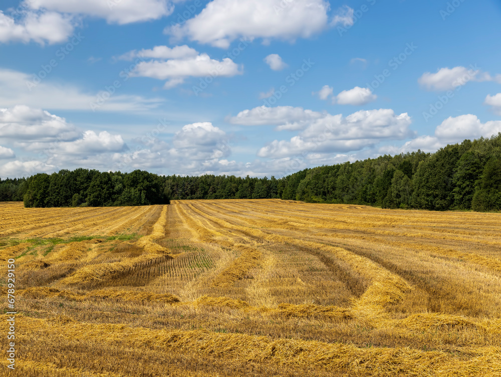 a large harvest of golden wheat on the field in summer