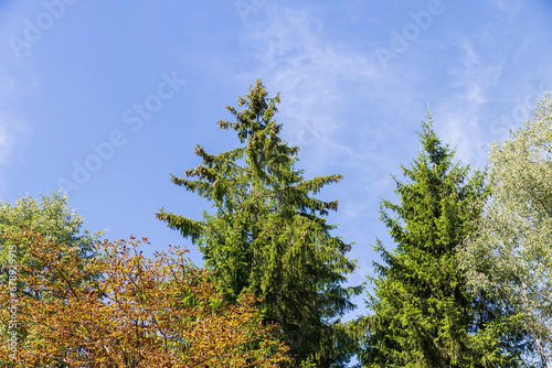 a large number of different deciduous trees in the summer