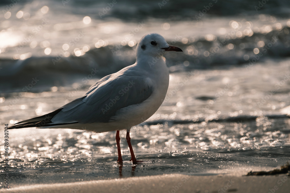 Fototapeta premium 부산 갈매기