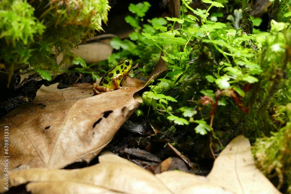 Dyeing poison dart frog on the ground , close-up Dyeing poison dart frog on the ground , close-up